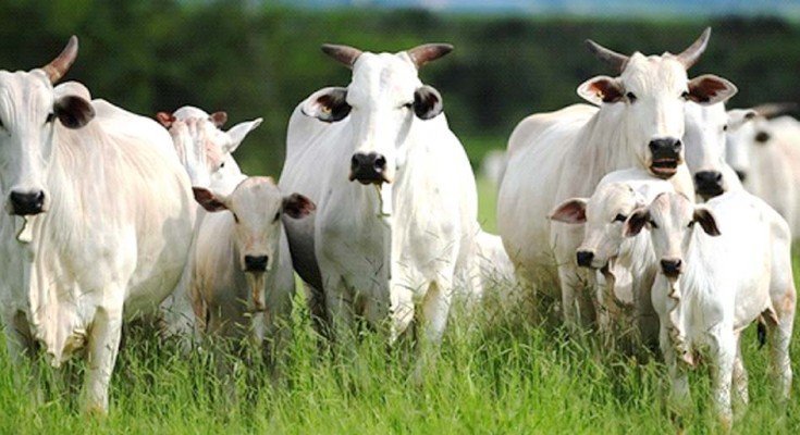 IPA apresenta ferramenta tecnológica PecuariAdapta
