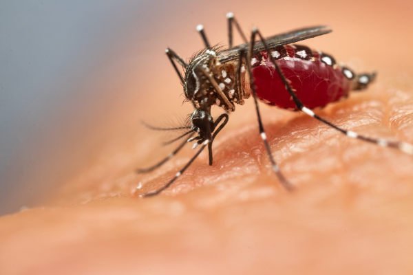 Brasil registra mais de meio milhão de casos prováveis de dengue