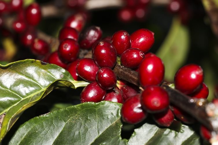 Plantação de Café