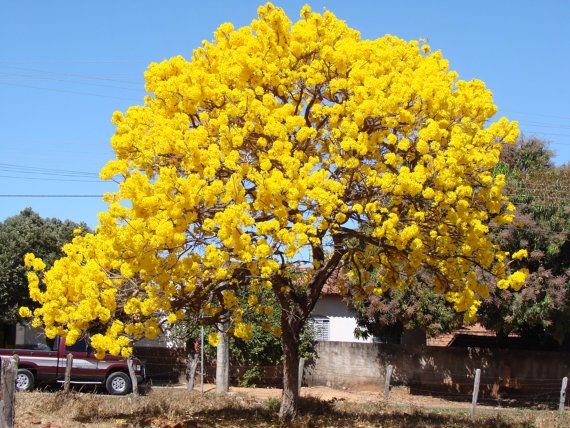 Ipê Roxo e Caraibeiras devem tornar a paisagem de Cabrobó mais colorida