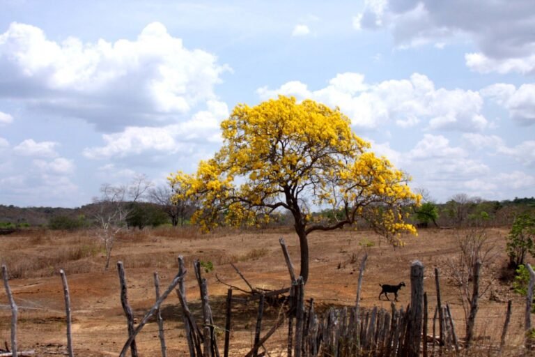 Ipê Amarelo simboliza a chegada da Primavera no Sertão - Foto Divulgação