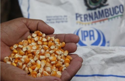 sementes ipa foto divulgação ipa