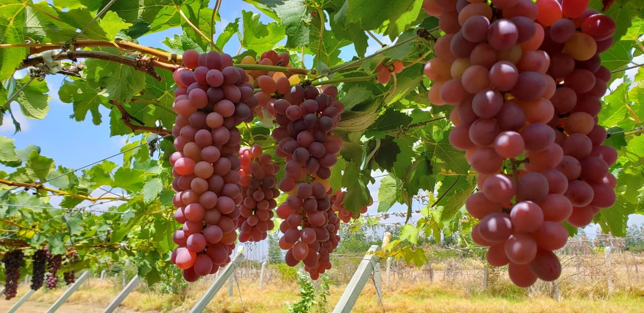 Variedade de uva rosada será lançada no Sertão nesta quarta-feira (20)