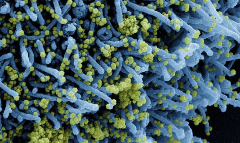 Nova variante da covid tem multiplas mutações foto NIAID Agencia Brasil