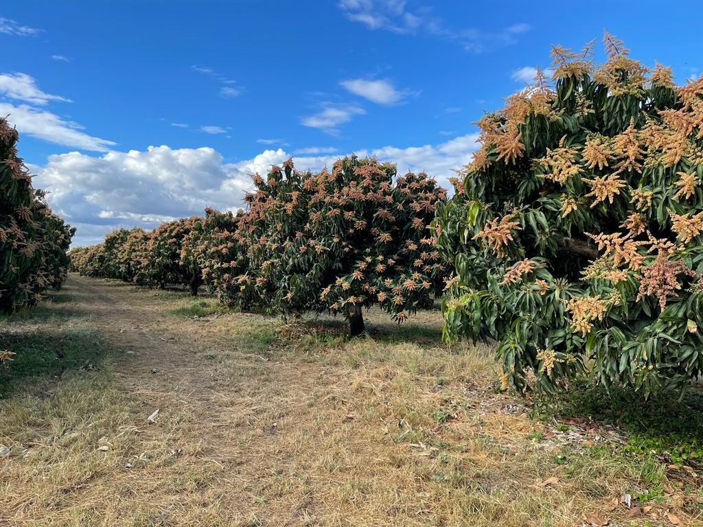 Incertezas na economia geram preocupações na fruticultura do Vale do São Francisco