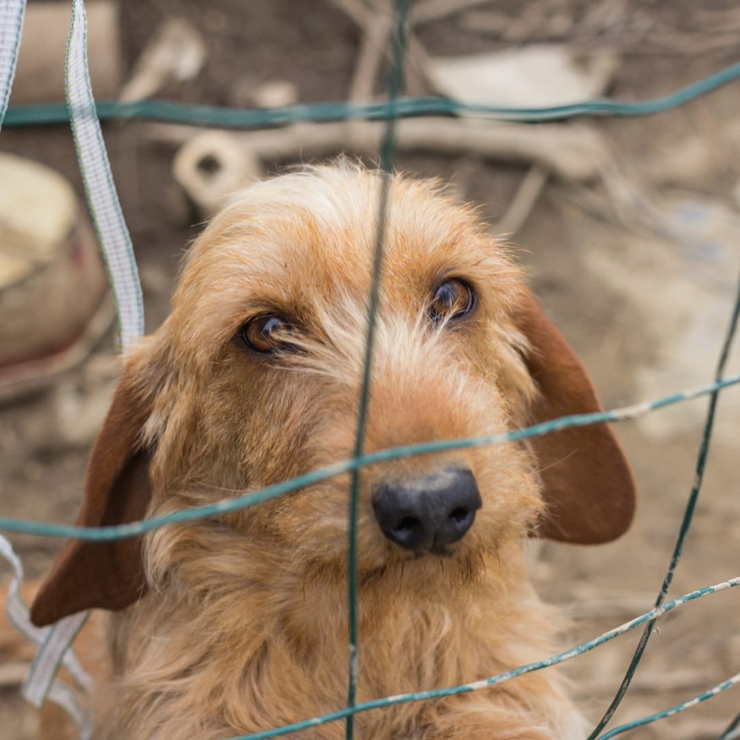 Universidade do Sertão promove campanha contra abandono de animais