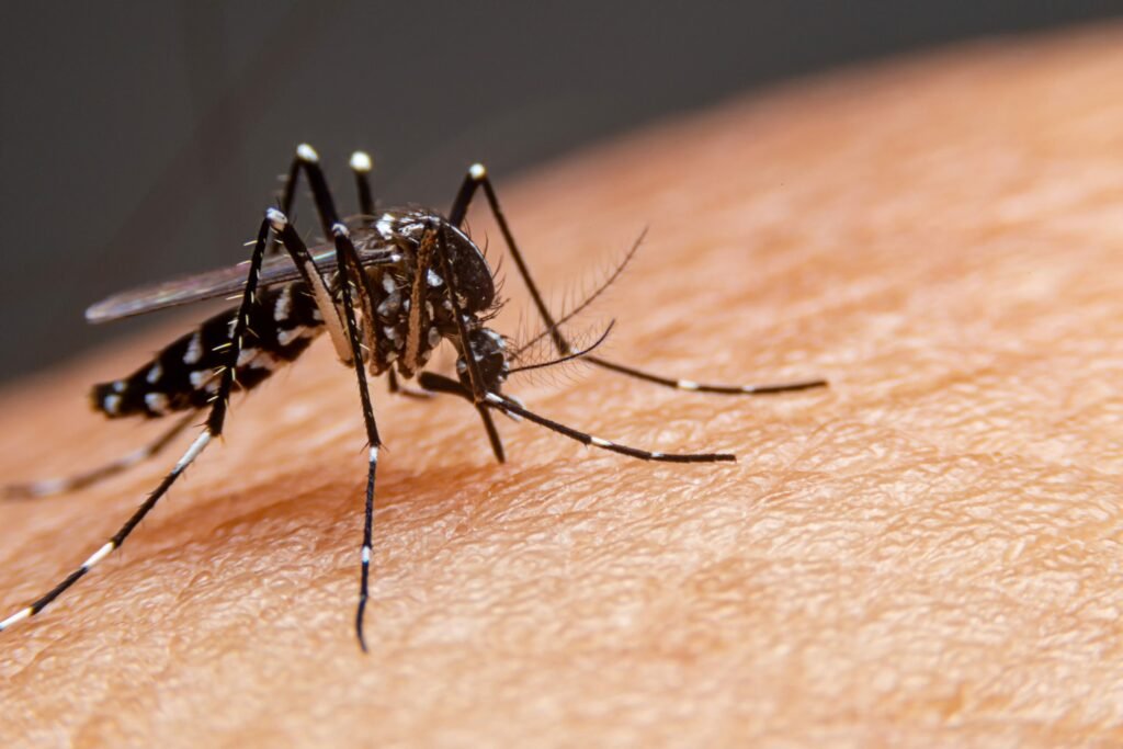 Sua atenção deverá ser redobrada em época de dengue, a especialista reforça quais são os cuidados necessários para evitar a doença neste verão
