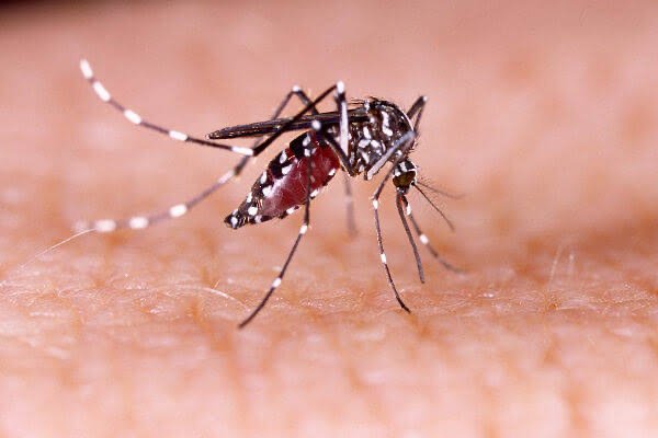 Dengue em Pernambuco: Saiba quais são os sintomas e como se previnir