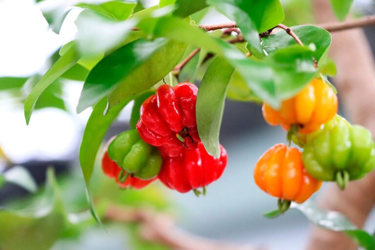 frutas-nordeste-pitanga