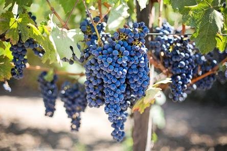 Uvas: Pernambuco é o estado com maior produtividade média do país