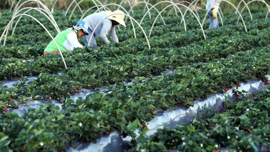 Plataforma do Desenrola poderá renegociar dívidas de agricultores familiares