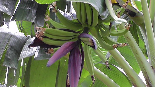 Sebrae abre inscrições para capacitação de produtoras rurais em fabricação de derivados da banana