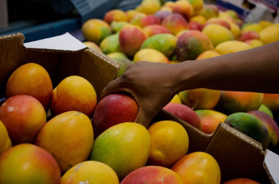 Saiba como o Brasil se tornou grande produtor de frutas, superando a marca de um milhão de toneladas em 2023
