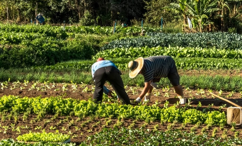 Agricultura familiar injeta R$ 1,18 bilhão na economia de Pernambuco via Banco do Nordeste em 2025