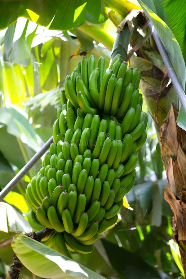 plantação-de-banana-canarina-platano-no-la-palma-26823609