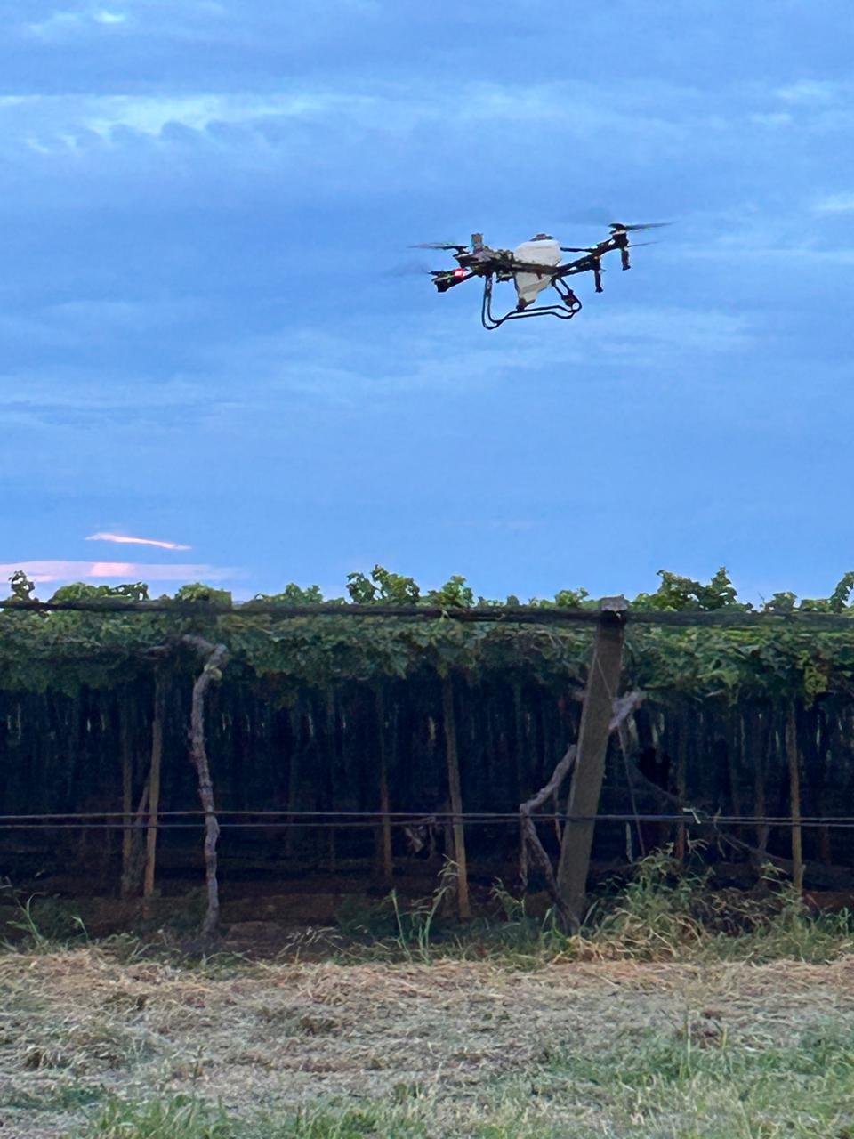 Tecnologias de baixa vazão prometem reduzir uso de água e aumentar produtividade na fruticultura do Vale do São Francisco